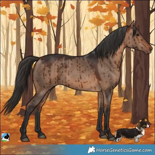 Horse Color:Bay Dun Rabicano Brindle 