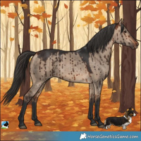 Horse Color:Bay Dun Rabicano Brindle 