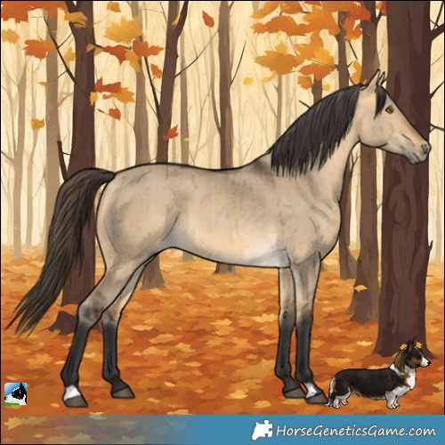 Horse Color:Buckskin Dun Rabicano Brindle