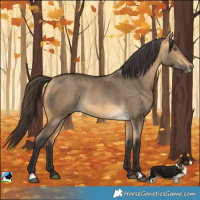 Horse Color:Buckskin Dun Rabicano Brindle