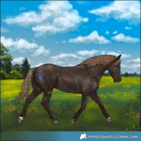Horse Color:Liver Chestnut 