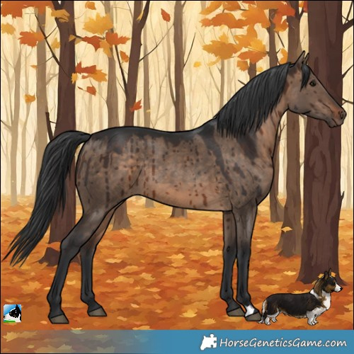 Horse Color:Bay Dun Rabicano Brindle 