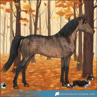Horse Color:Bay Dun Rabicano Brindle 