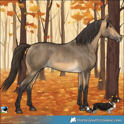 Horse Color:Buckskin Dun Rabicano Brindle 
