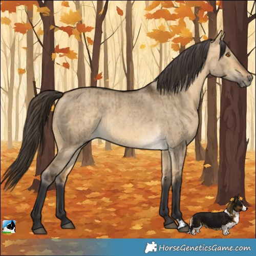 Horse Color:Buckskin Dun Rabicano Brindle 