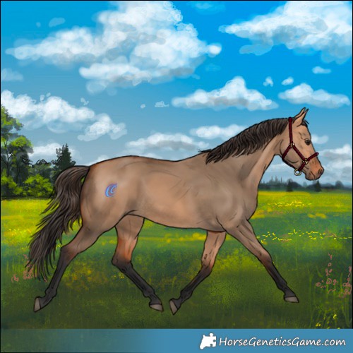 Horse Color:Bay Dun 