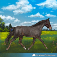 Horse Color:Liver Chestnut Varnish 