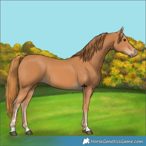 Horse Color:Chestnut 