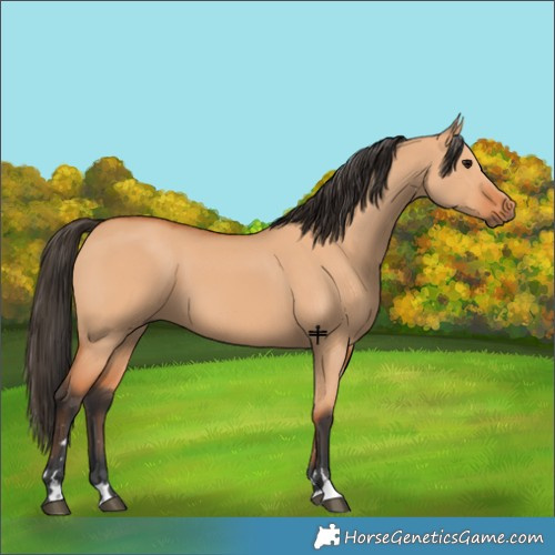 Horse Color:Bay Dun 