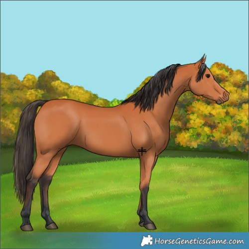 Horse Color:Bay 
