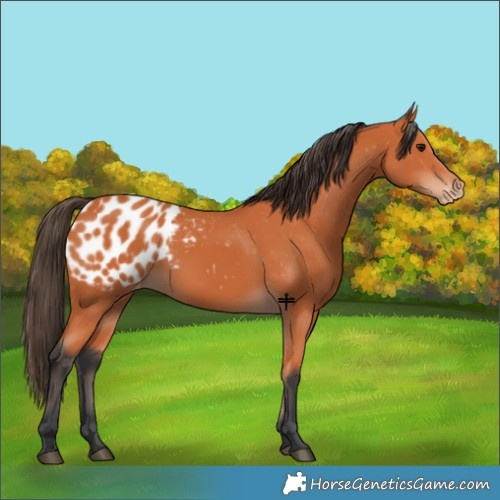 Horse Color:Bay Blanket 