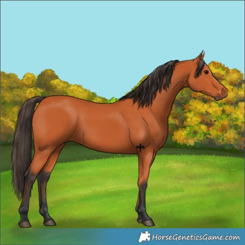 Horse Color:Bay 