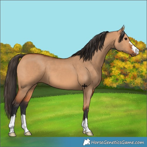 Horse Color:Bay Dun 