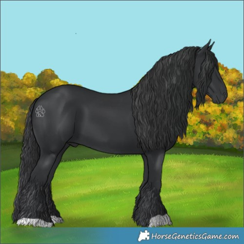 Horse Color:Black 