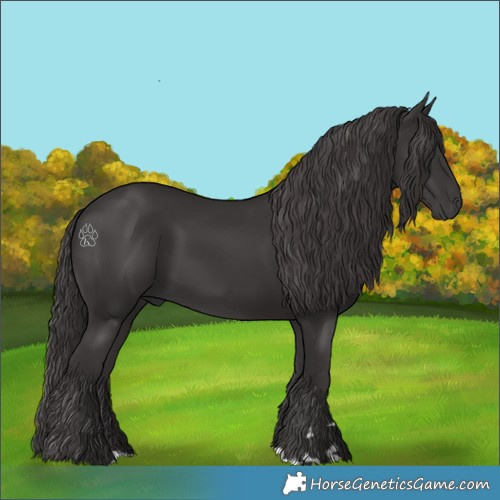 Horse Color:Smoky Black