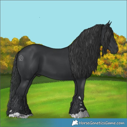 Horse Color:Black 