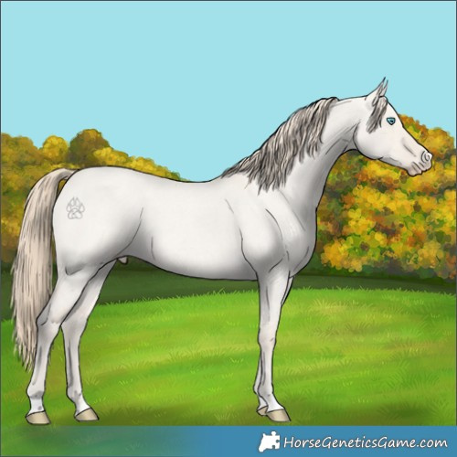 Horse Color:Smoky Creme Roan Dun 
