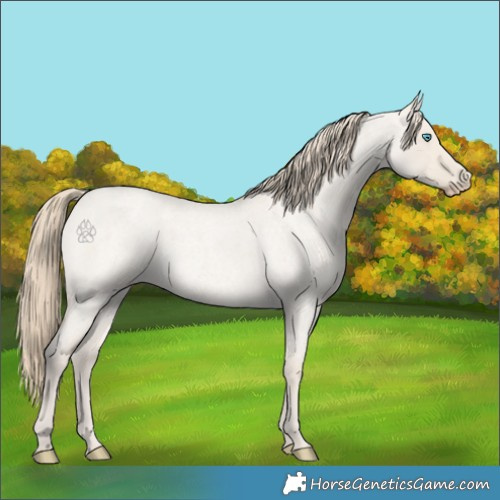 Horse Color:Smoky Creme Roan Dun 