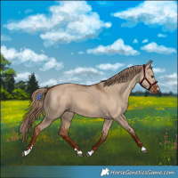 Horse Color:Red Dun 