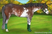 Horse Color:Bay Sabino 