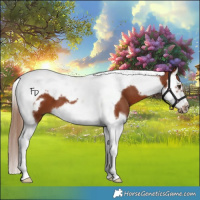 Horse Color:Chestnut Splash Tobiano Frame