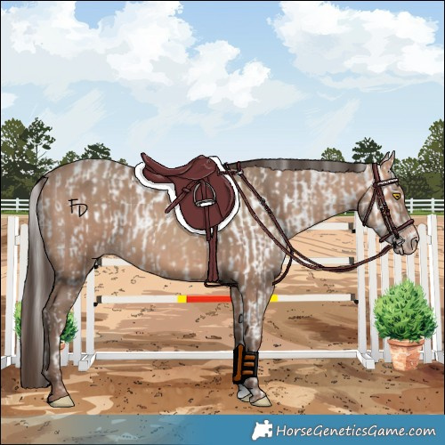 Horse Color:Amber Champagne Appaloosa  and Amber Champagne 