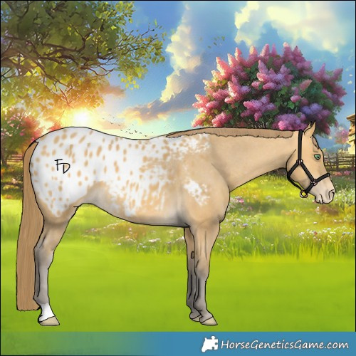 Horse Color:Amber Cream Champagne Appaloosa 