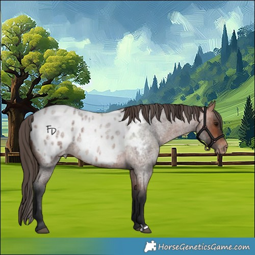 Horse Color:Bay Roan Appaloosa 