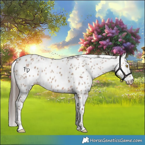 Horse Color:Amber Champagne Appaloosa 