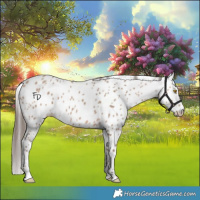 Horse Color:Amber Champagne Appaloosa 