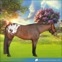 Horse Color:Bay Appaloosa 
