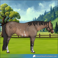 Horse Color:Brown Dun Sabino 