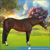 Horse Color:Gray Bay