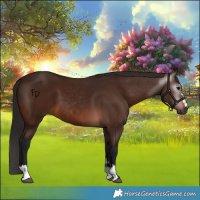 Horse Color:Gray Bay 