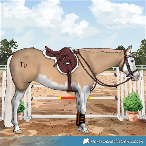 Horse Color:Red Dun Splash 