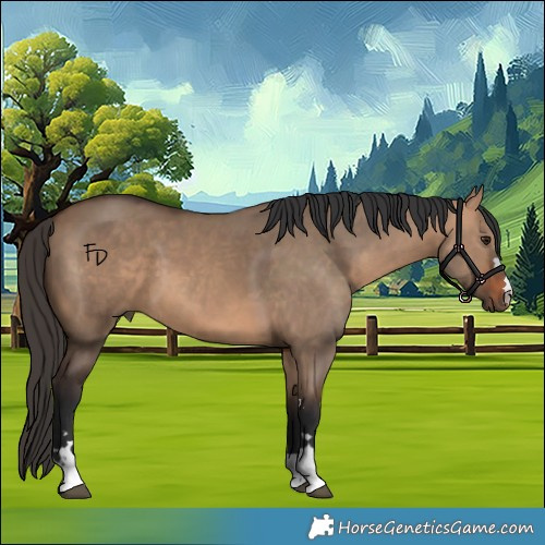 Horse Color:Bay Dun