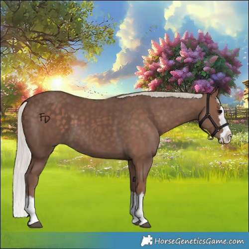Horse Color:Silver Black Splash 