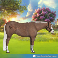 Horse Color:Silver Black Splash 