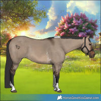 Horse Color:Brown Dun Sabino Tobiano 