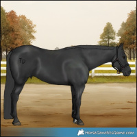 Horse Color:Black Rabicano 