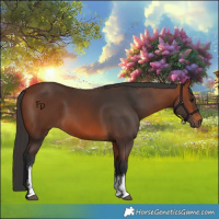 Horse Color:Bay Sabino