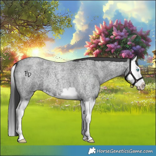 Horse Color:Blue Roan Splash 