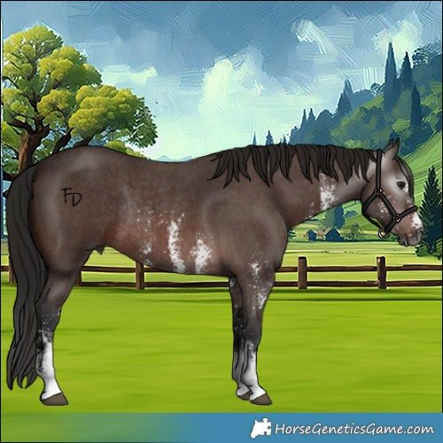 Horse Color:Gray Bay Sabino Rabicano 