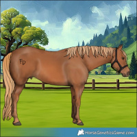Horse Color:Chestnut Rabicano