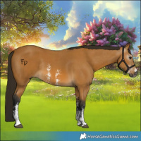 Horse Color:Gray Buckskin Sabino Rabicano