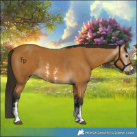 Horse Color:Gray Buckskin Sabino Rabicano 