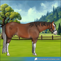 Horse Color:Bay Splash 