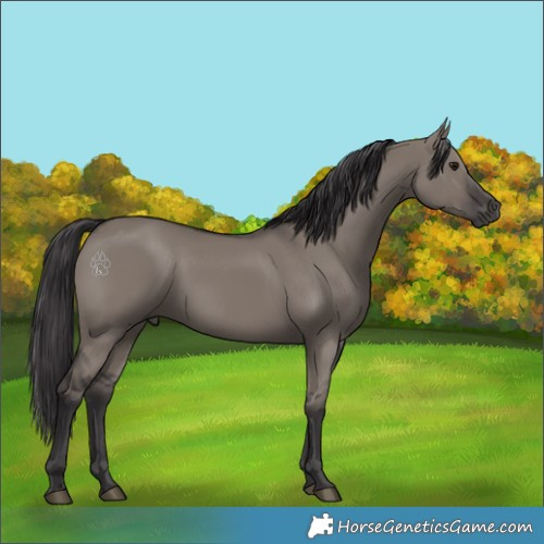 Horse Color:Smoky Grullo