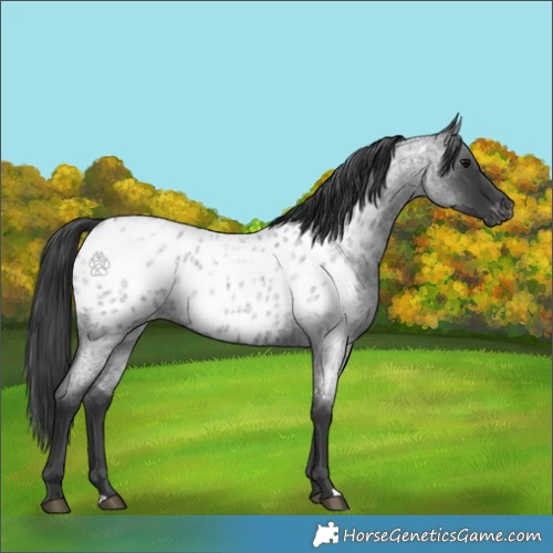 Horse Color:Blue Roan Appaloosa 