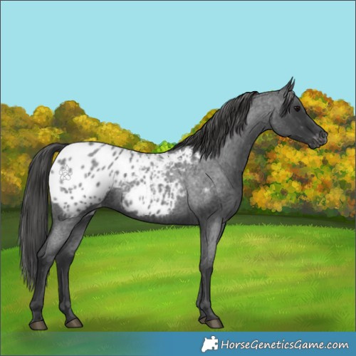 Horse Color:Blue Roan Appaloosa